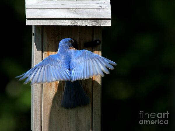 Nature Poster featuring the photograph Eastern Bluebird #37 by Jack R Brock