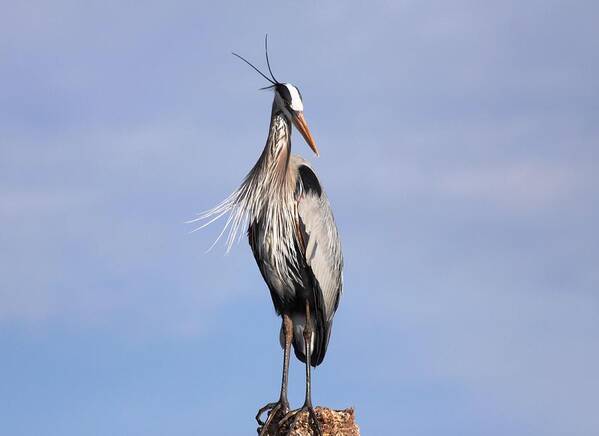  Poster featuring the photograph Blue Heron #4 by Jeanne Andrews