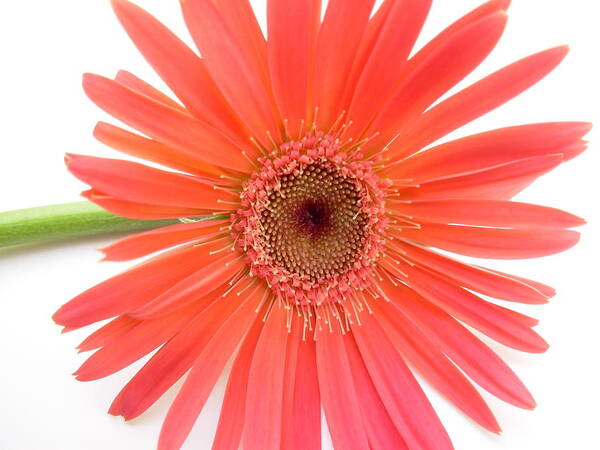 Gerbera Photographs Photographs Photographs Poster featuring the photograph 4969 by Kimberlie Gerner Wells