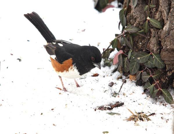 Nature Poster featuring the photograph Eastern Towhee #7 by Jack R Brock