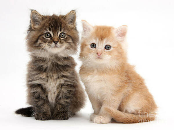 Animal Poster featuring the photograph Maine Coon Kittens #7 by Mark Taylor