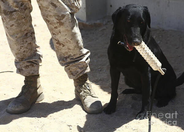 Marine Poster featuring the photograph A Black Labrador Sits With A Chew Toy by Stocktrek Images