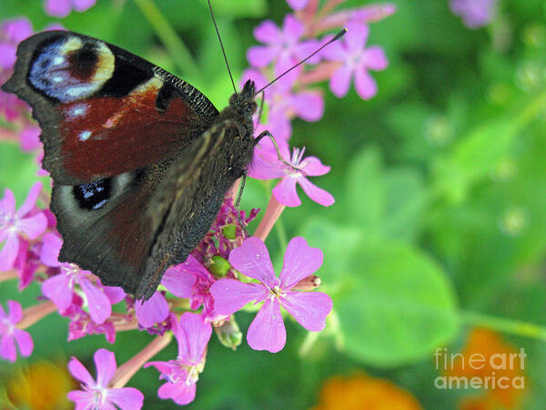 Nature Poster featuring the photograph A Butterfly on the Pink Flower 2 by Ausra Huntington nee Paulauskaite