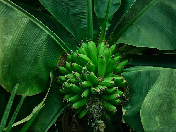 Banana Poster featuring the photograph A Hand of Bananas by Carol Senske