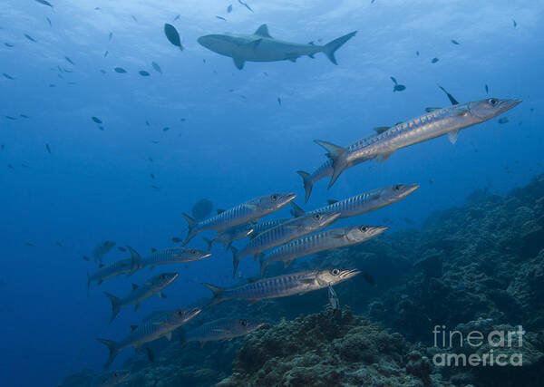 English Reef Poster featuring the photograph A School Of Pickhandle Barracuda, Papua by Steve Jones