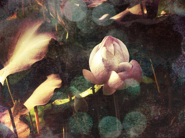 Flower Poster featuring the photograph A Soft Touch by Jessica Brawley