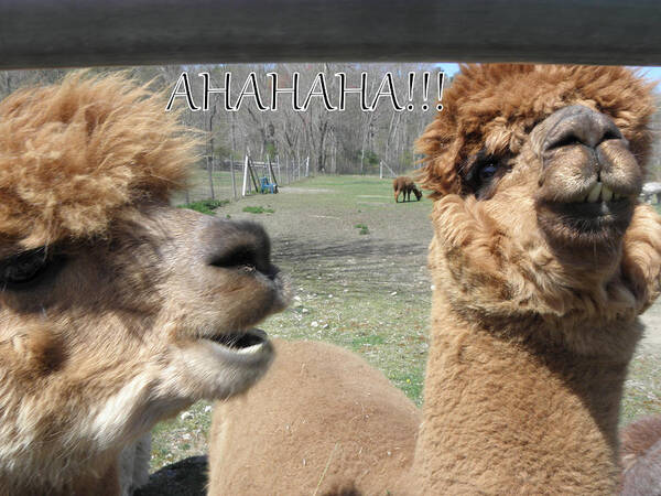 Alpaca Poster featuring the photograph AHAHAHA Alpacas by Kim Galluzzo