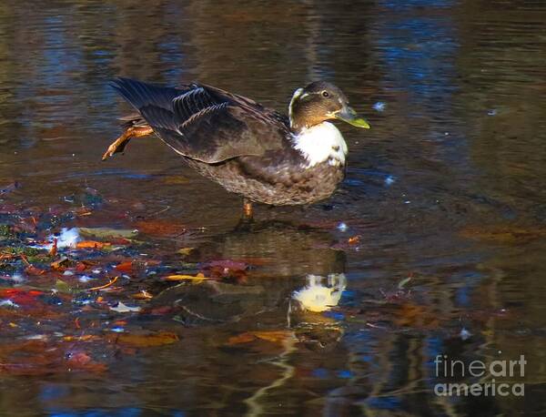 Mallard Poster featuring the photograph Ahh Sunset by Rrrose Pix