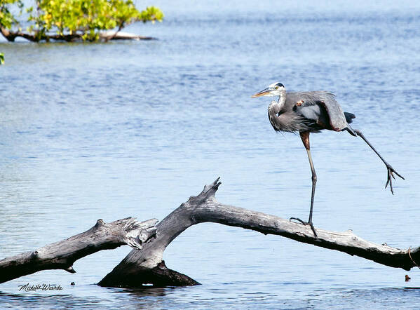 Heron Poster featuring the photograph Arabesque by Michelle Constantine