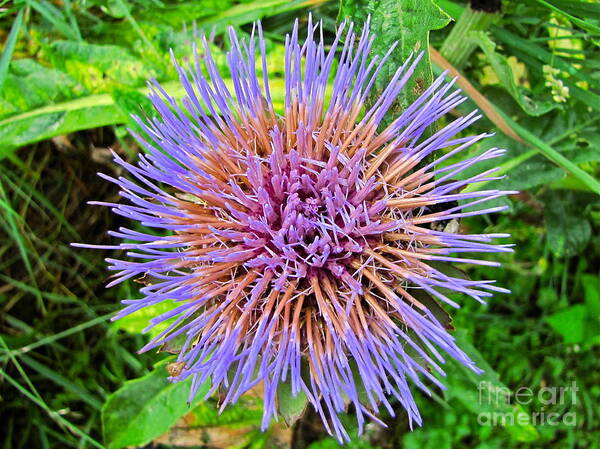 Nature Poster featuring the photograph Artichoke Blossom by Sean Griffin