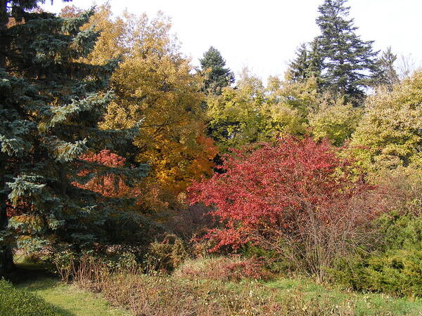 Landscape Poster featuring the photograph Autumn landscape by Bogdan Floridana Oana