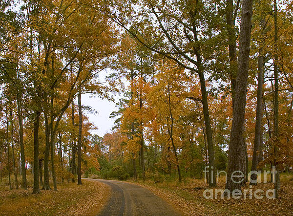 Jamestown Poster featuring the photograph Autumn Road Colors by Tim Mulina