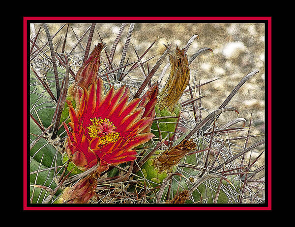 Flower Poster featuring the photograph Barrel Cactus Flower by Larry White