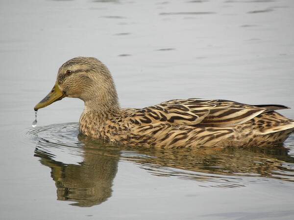 Mallard Poster featuring the photograph Beak Drip by Kim Galluzzo