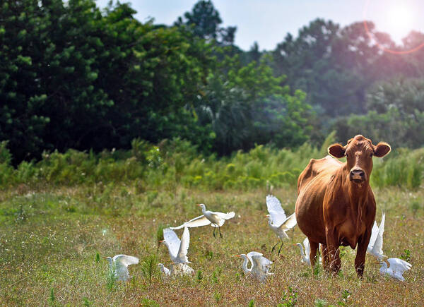 Cow Poster featuring the photograph Bessy by Tammy Lee Bradley