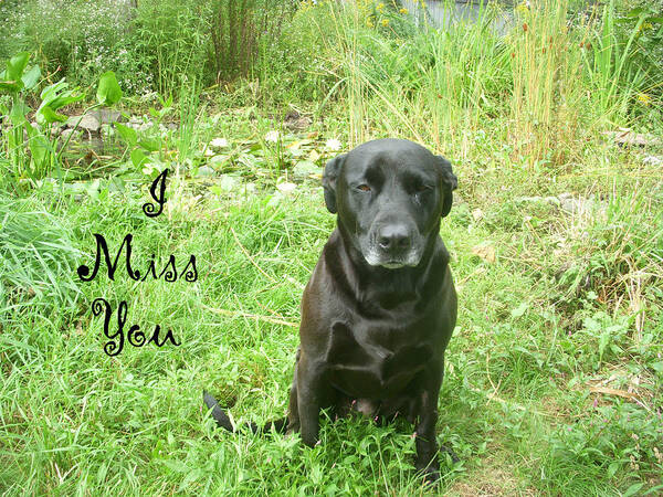 Dog Poster featuring the photograph Black lab Miss You by Aimee L Maher ALM GALLERY