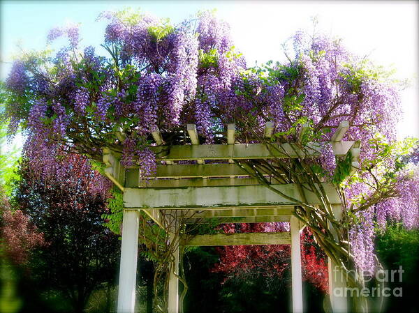 Wisteria Poster featuring the photograph Blooming Wisteria by Nancy Patterson