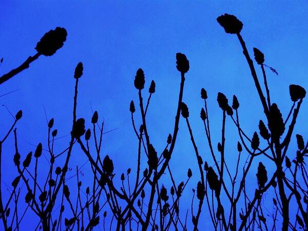 Landscape Poster featuring the photograph Blue Morning by Todd Sherlock