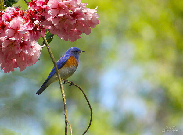 Bluebird Poster featuring the photograph Bluebird in Cherry Tree by Diana Haronis