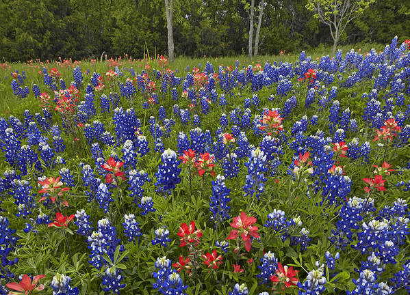 00442667 Poster featuring the photograph Bluebonnet And Paintbrush by Tim Fitzharris