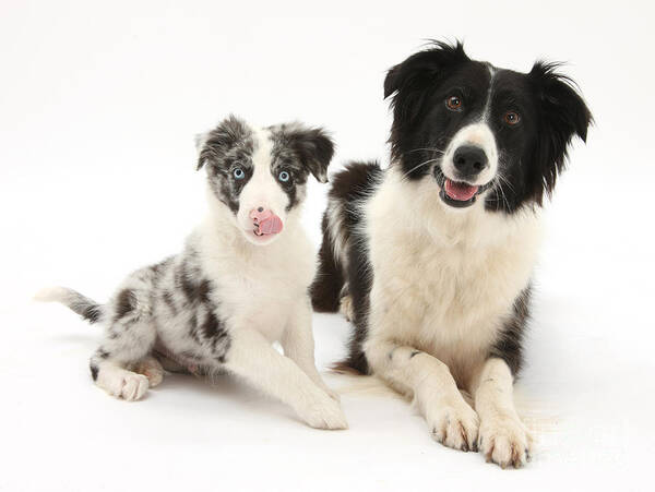 Animal Poster featuring the photograph Border Collies by Mark Taylor