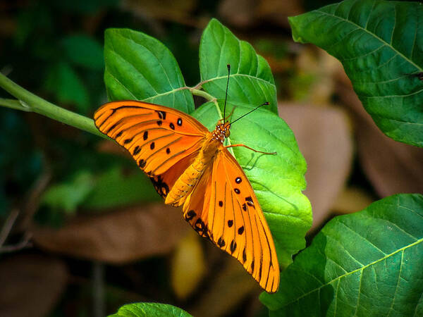 Insect Poster featuring the photograph Bright Butterfly by Stacy Michelle Smith