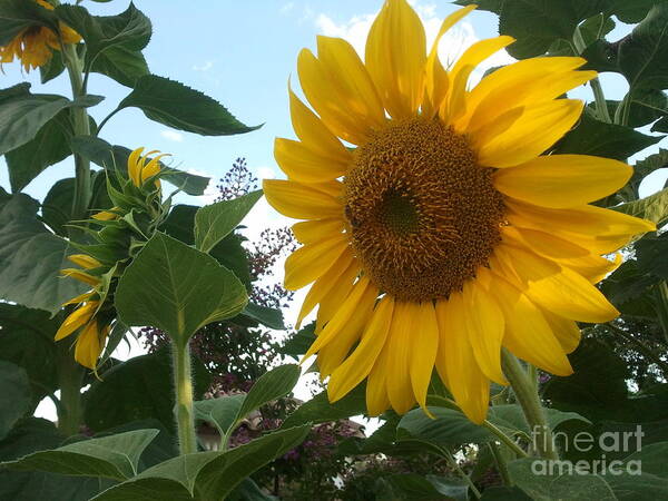 Sunflower Poster featuring the photograph Bright Day by Yenni Harrison