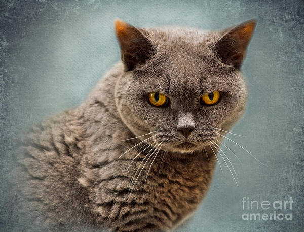 Cat Poster featuring the photograph British Blue Shorthaired Cat by Louise Heusinkveld