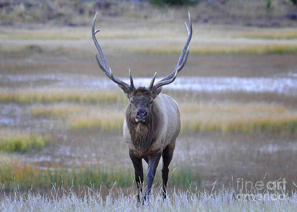 Nava Jo Thompson Poster featuring the photograph Bull Elk Warrior by Nava Thompson