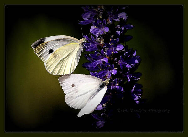 Butterflies - Cabbage Whites Poster featuring the photograph Butterflies - Cabbage Whites by Travis Truelove