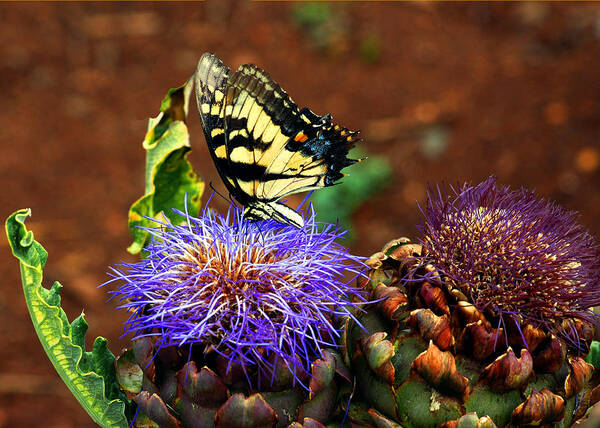 Usa Poster featuring the photograph Butterfly Blues by LeeAnn McLaneGoetz McLaneGoetzStudioLLCcom