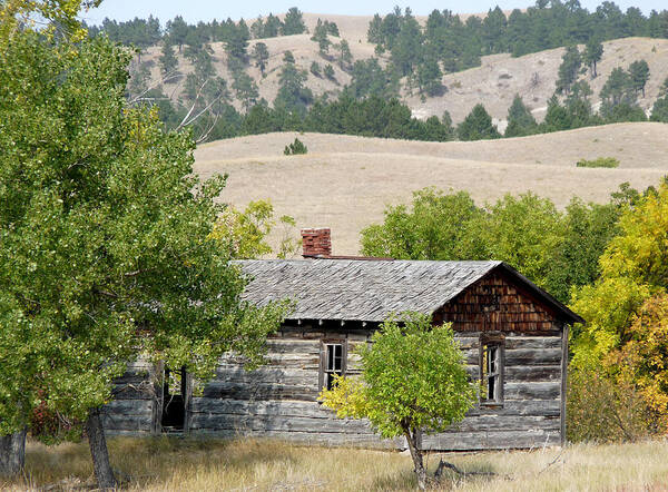 Woods Poster featuring the photograph Cabin at Pine Ridge by Terry Eve Tanner
