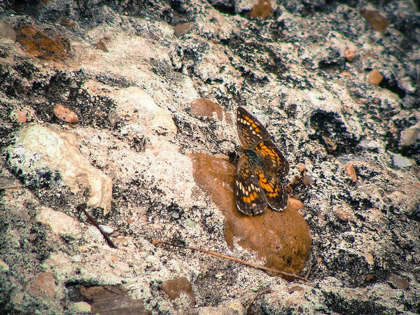 Insect Poster featuring the photograph Camouflage by Stacy Michelle Smith