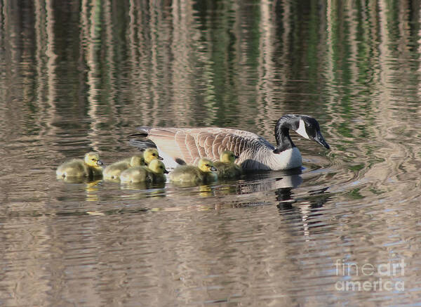 Canada Goose Poster featuring the photograph Canada Goose Family 4 by Smilin Eyes Treasures