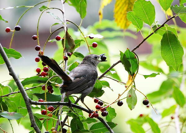 Image Of Catbird With Berry Poster featuring the photograph Catbird with Berry - rear view by Mary McAvoy