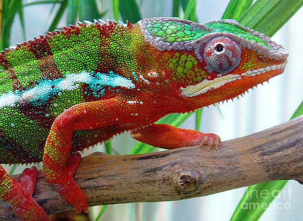 Chameleon Poster featuring the photograph Chameleon Close Up by Nancy Mueller