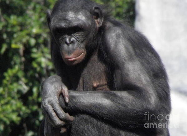 Chimpanzee Poster featuring the photograph Chimpanzee by Kim Galluzzo