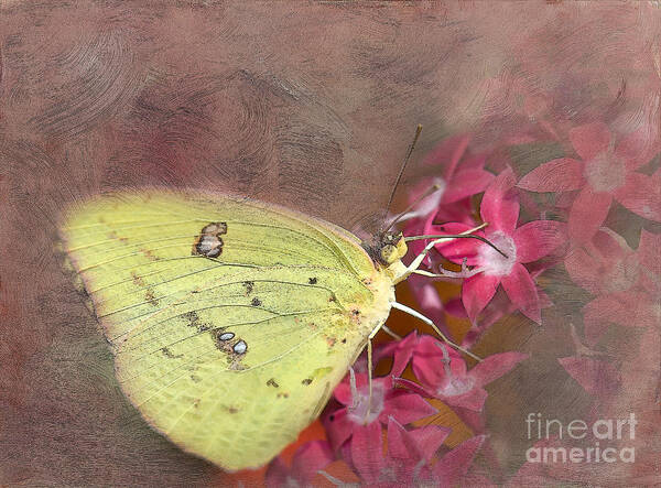 Butterfly Poster featuring the photograph Clouded Sulphur Butterfly by Betty LaRue