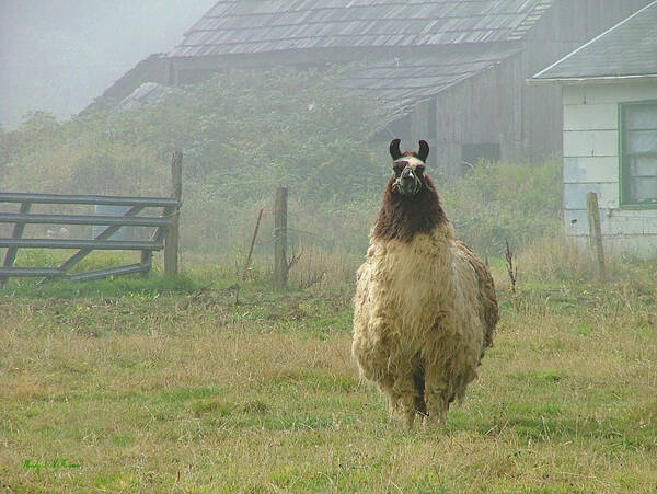 Llama Canvas Prints Poster featuring the photograph Coast Llama by Wendy McKennon