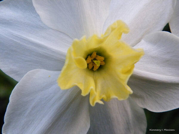 White Poster featuring the photograph Daffodil Emotions by Kimmary MacLean