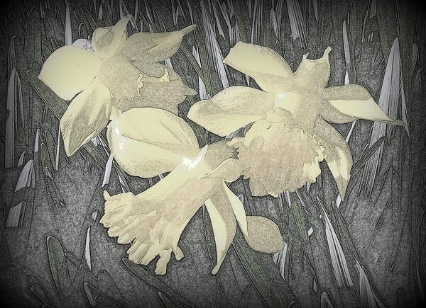 Daffodil Poster featuring the photograph Daffodil-pencil etch by Nick Kloepping