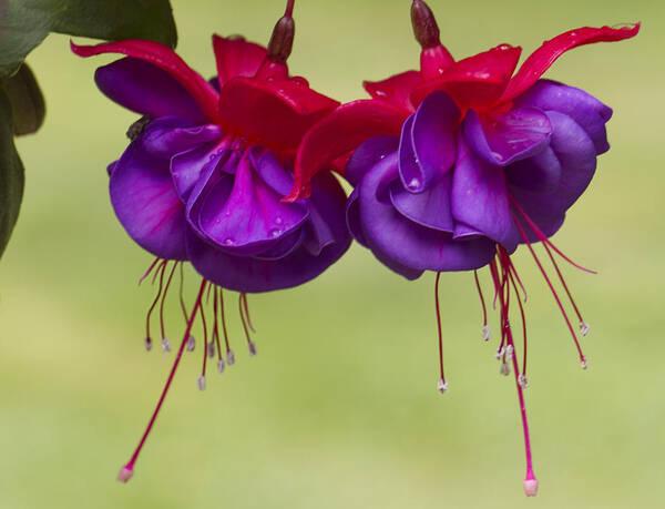 Fuschia Poster featuring the photograph Dancing in the breeze by Elvira Butler