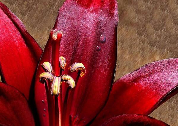 Red Lily Poster featuring the photograph Dark Red Lily with Dewdrop by Tracie Schiebel