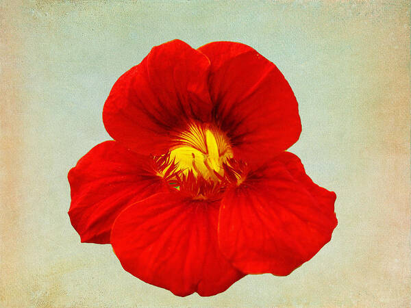 Red Poster featuring the photograph DayLily On Texture by Bill Barber