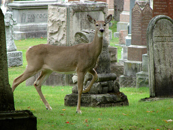 Deer Poster featuring the mixed media Deer among the headstones by Bruce Ritchie