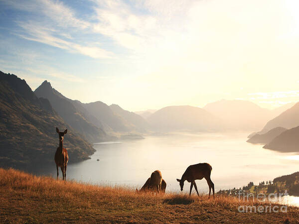 Deer Poster featuring the photograph Deer at sunset by Pixel Chimp