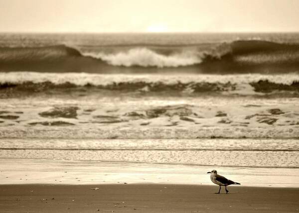 Ocean Isle Beach Poster featuring the photograph Deliberate Solitude by Kelly Nowak