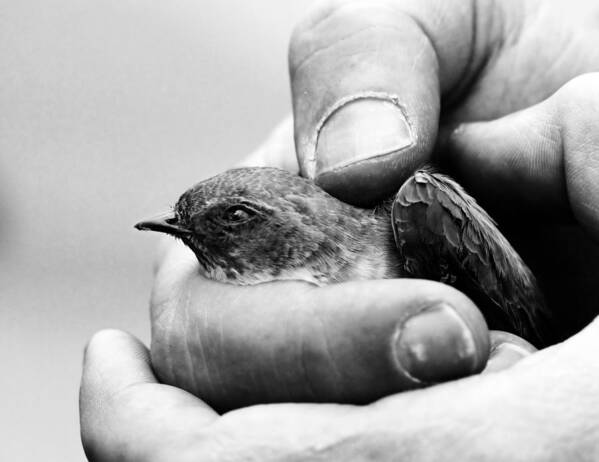 Bird Poster featuring the photograph Delicate by Laura Melis