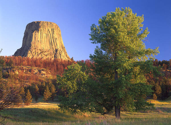 00173531 Poster featuring the photograph Devils Tower National Monument Showing by Tim Fitzharris