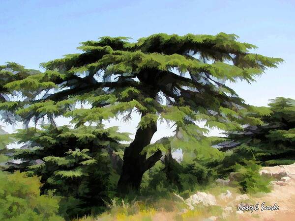 Tree Poster featuring the photograph DO-00511 Cedar Forest by Digital Oil